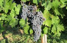 images/categorieimages/Croatina grape.jpg